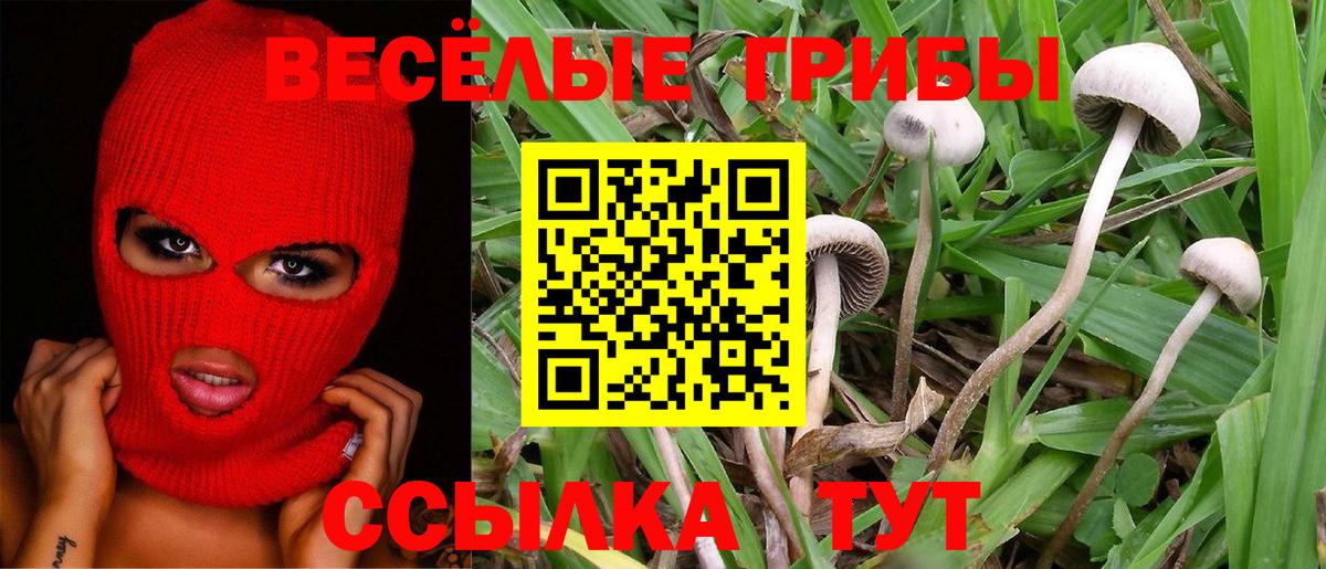 Галлюциногенные грибы Psilocybine cubensis  купить наркоту  Сланцы  Вход с VPN 